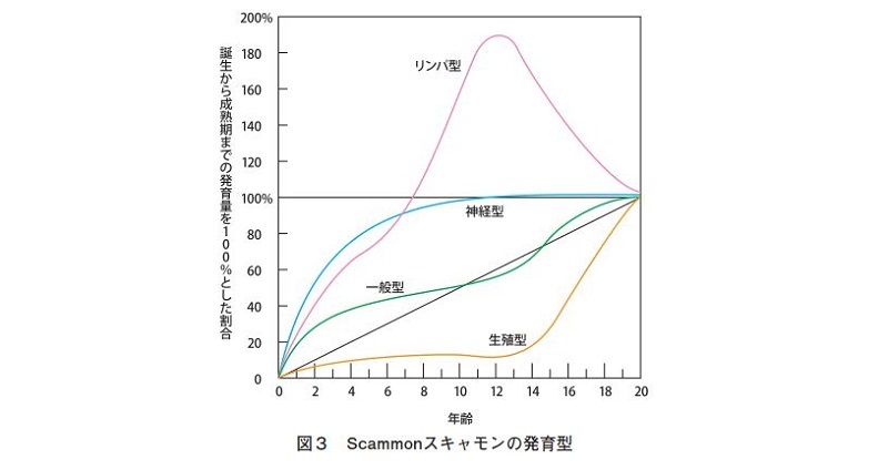 スキャモンの発達曲線グラフ